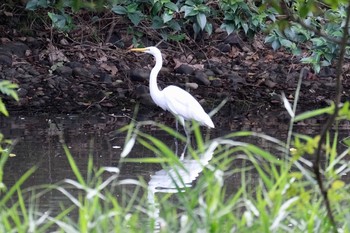 ダイサギ 東京港野鳥公園 2020年10月3日(土)