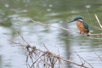 2020年9月21日(月) 野川の野鳥観察記録