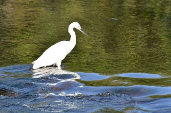 2020年9月9日(水) 野川の野鳥観察記録