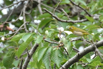 2020年7月10日(金) 野川の野鳥観察記録