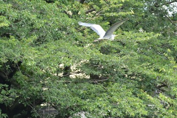 アオサギ 野川 2020年6月23日(火)