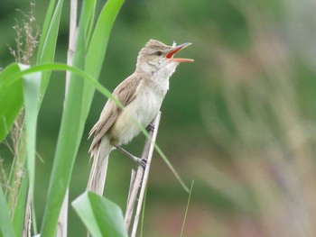 Oriental Reed Warbler 名古屋市緑区藤塚二丁目 Sat, 6/25/2016