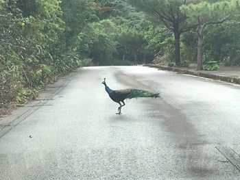 インドクジャク 石垣島 2018年12月31日(月)