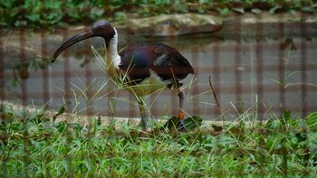 Straw-necked Ibis 佐渡島 Mon, 8/13/2018