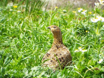 Rock Ptarmigan 乗鞍 観光センターお花畑 Mon, 7/11/2016