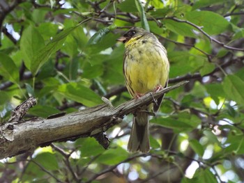 マヒワ 上高地 2016年7月12日(火)