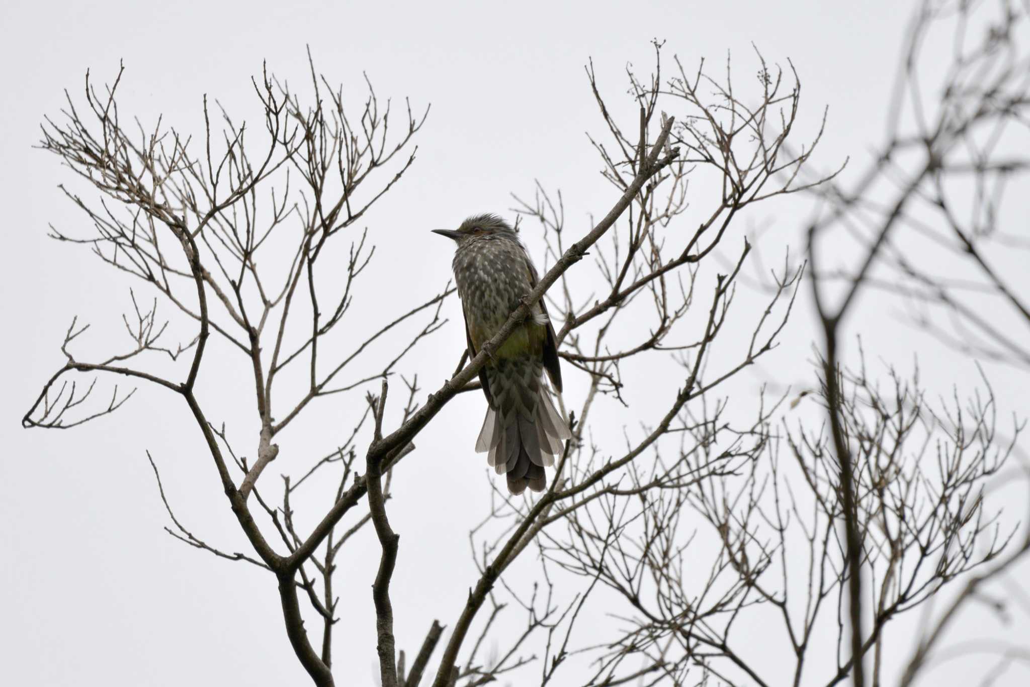 Brown-eared Bulbul