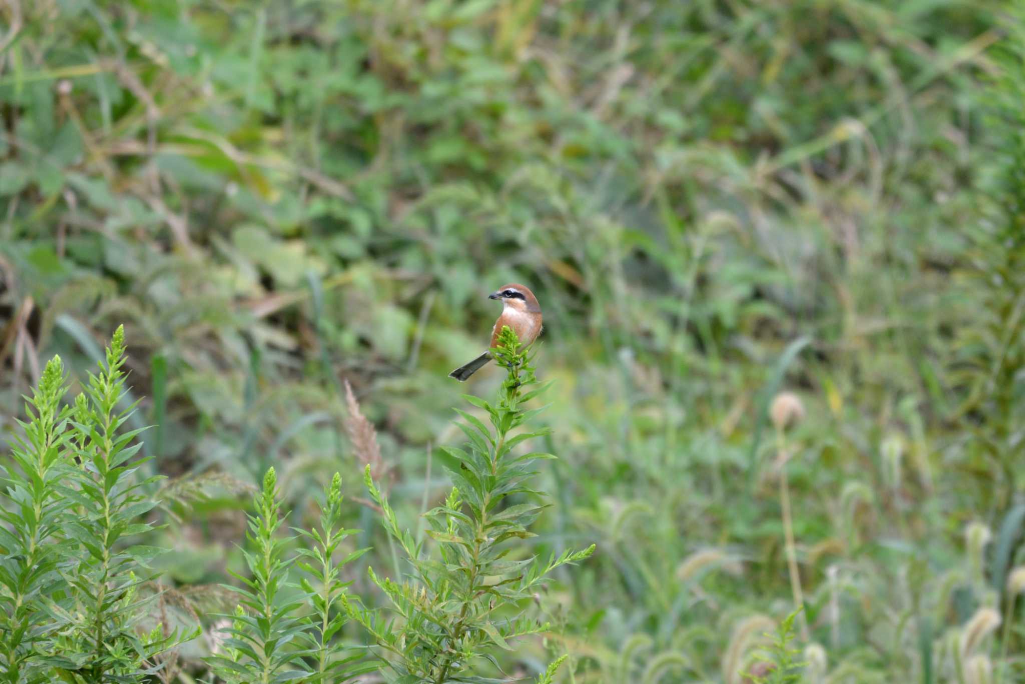 Bull-headed Shrike