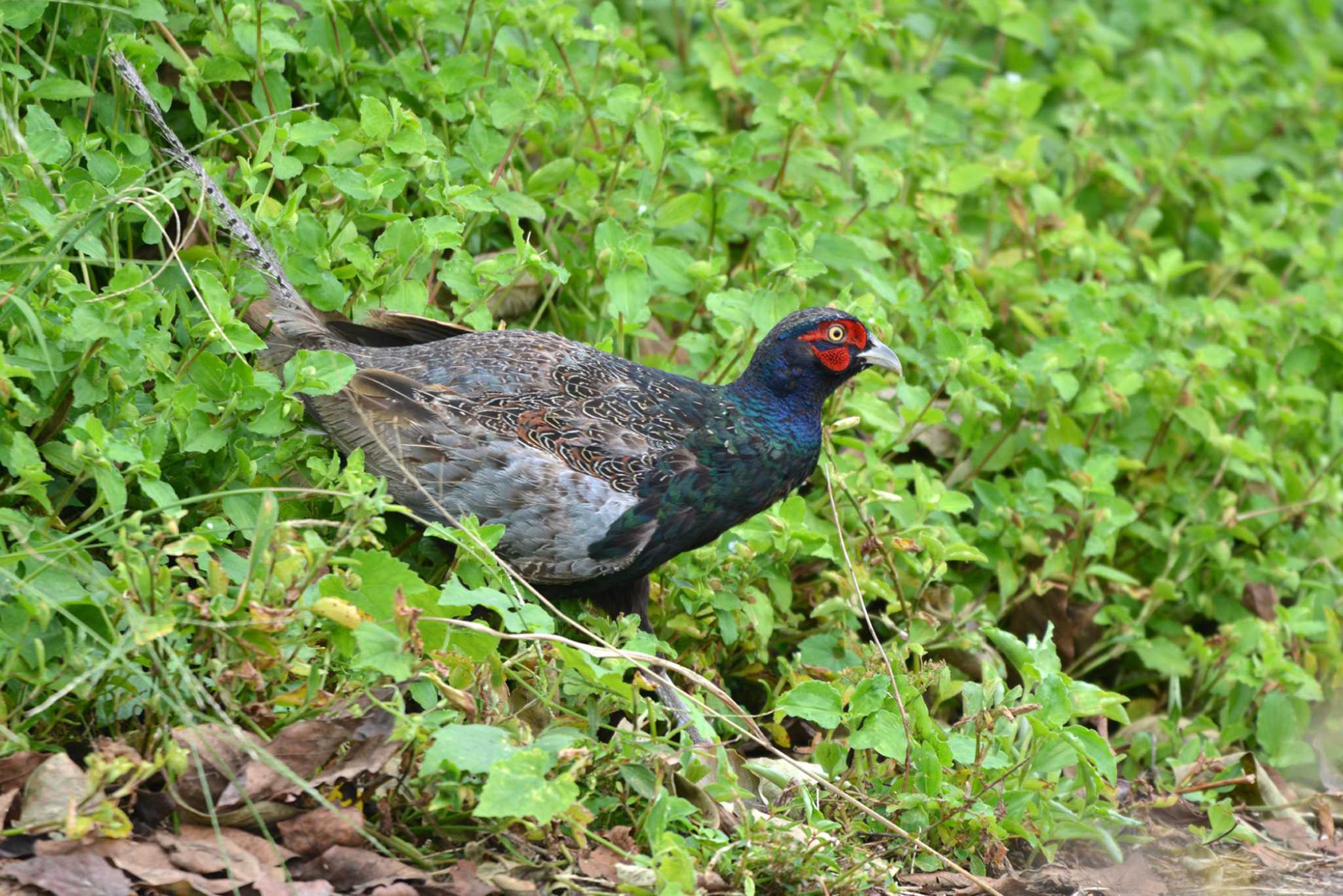 まだ若鳥で、大慌てで走り去りました。