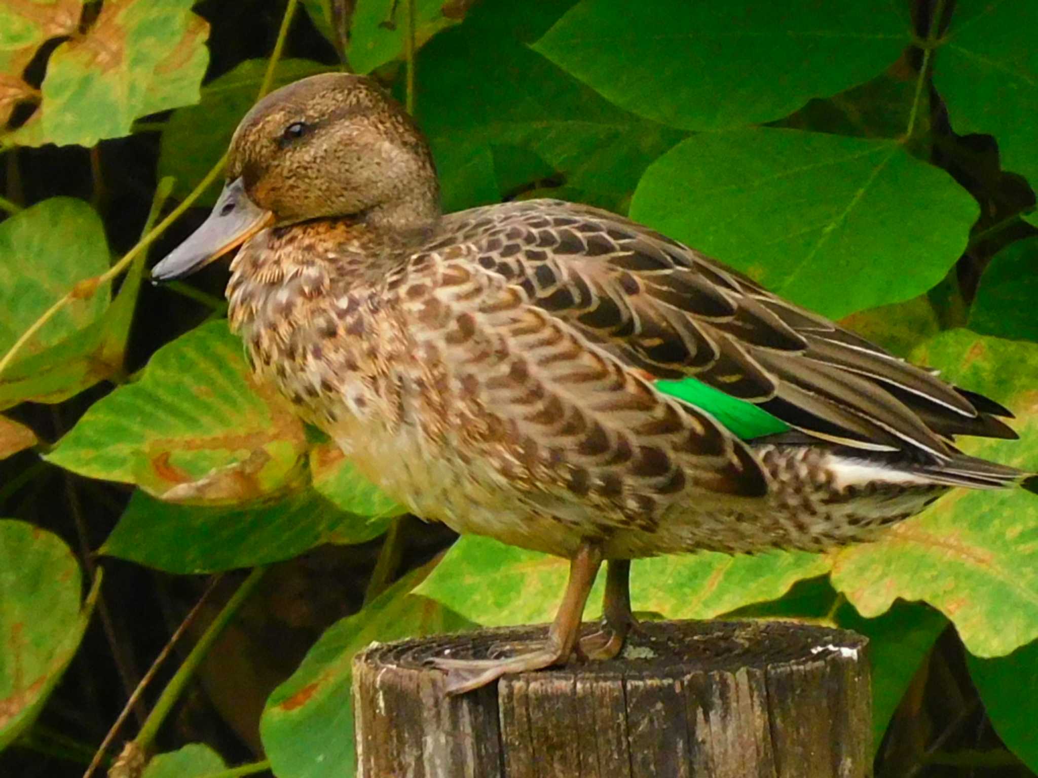 水元公園 コガモの写真 by スガユー