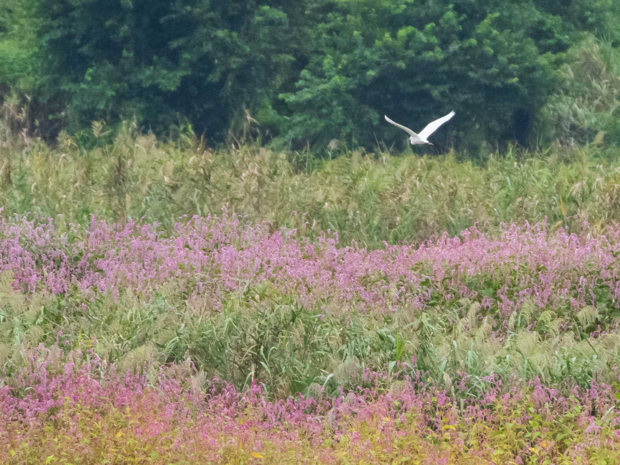 芝川第一調節池(芝川貯水池) コサギの写真