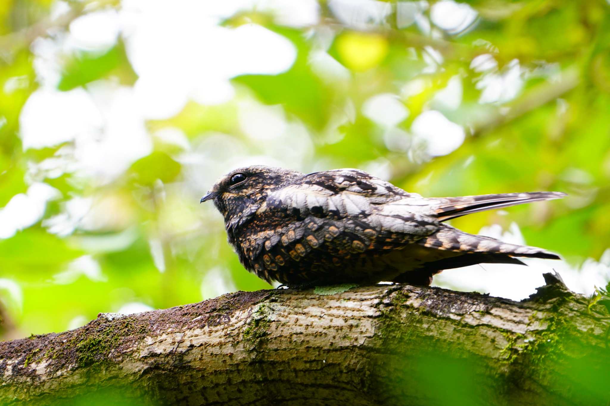 Photo of Grey Nightjar at 埼玉県 by 川４