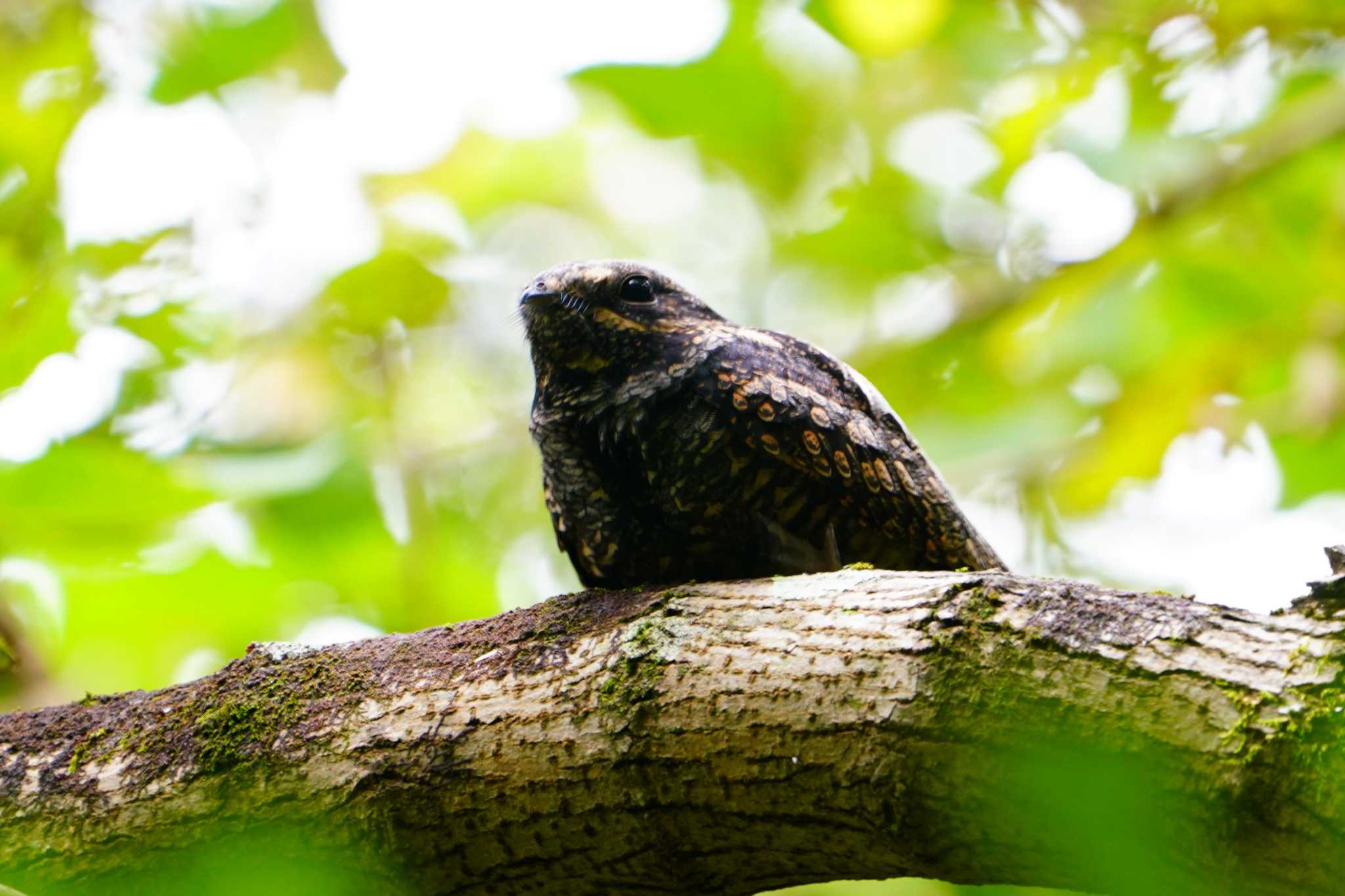 Photo of Grey Nightjar at 埼玉県 by 川４