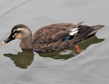 ダイサギ 羽生水郷公園 2020年10月6日(火)