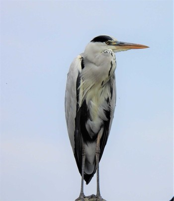 Grey Heron 羽生水郷公園 Sun, 10/4/2020