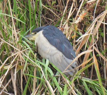 Black-crowned Night Heron 羽生水郷公園 Tue, 10/6/2020