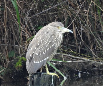 Black-crowned Night Heron 羽生水郷公園 Tue, 10/6/2020