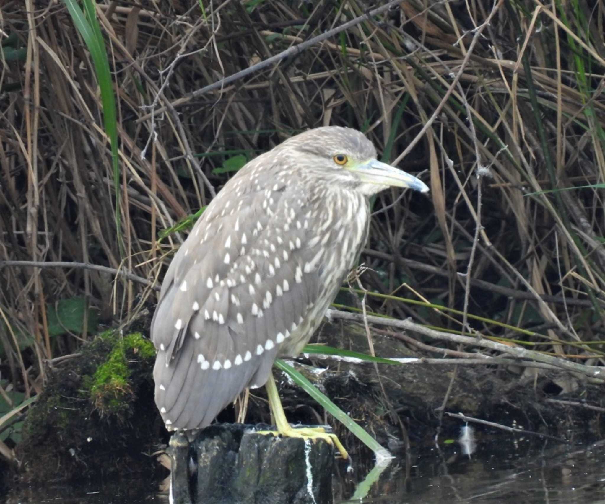 Black-crowned Night Heron