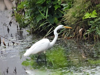 Great Egret 羽生水郷公園 Tue, 10/6/2020