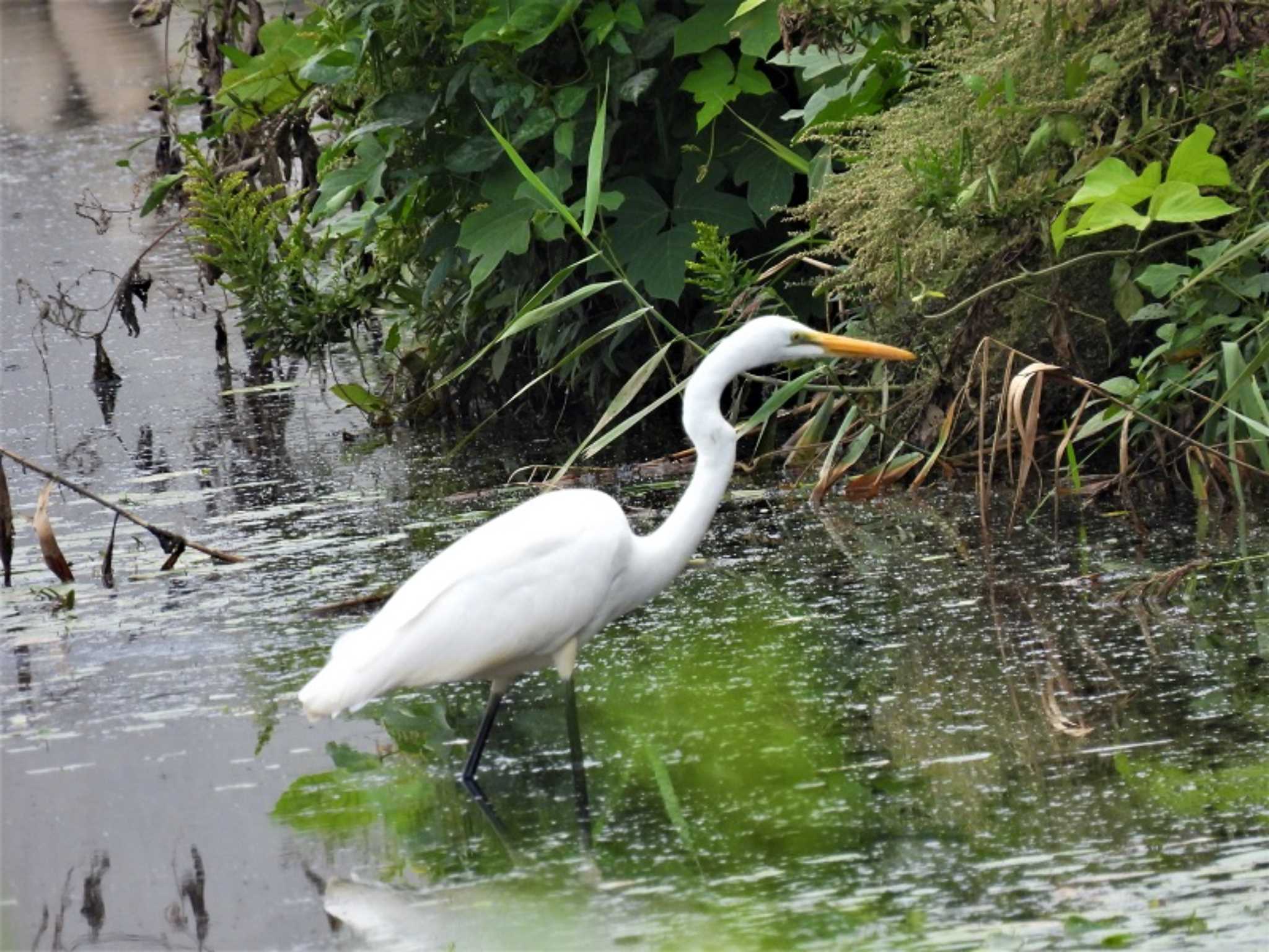 Great Egret