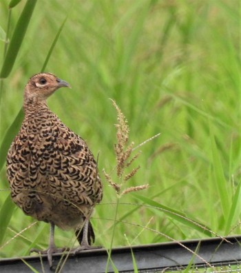 Green Pheasant 羽生水郷公園 Tue, 10/6/2020