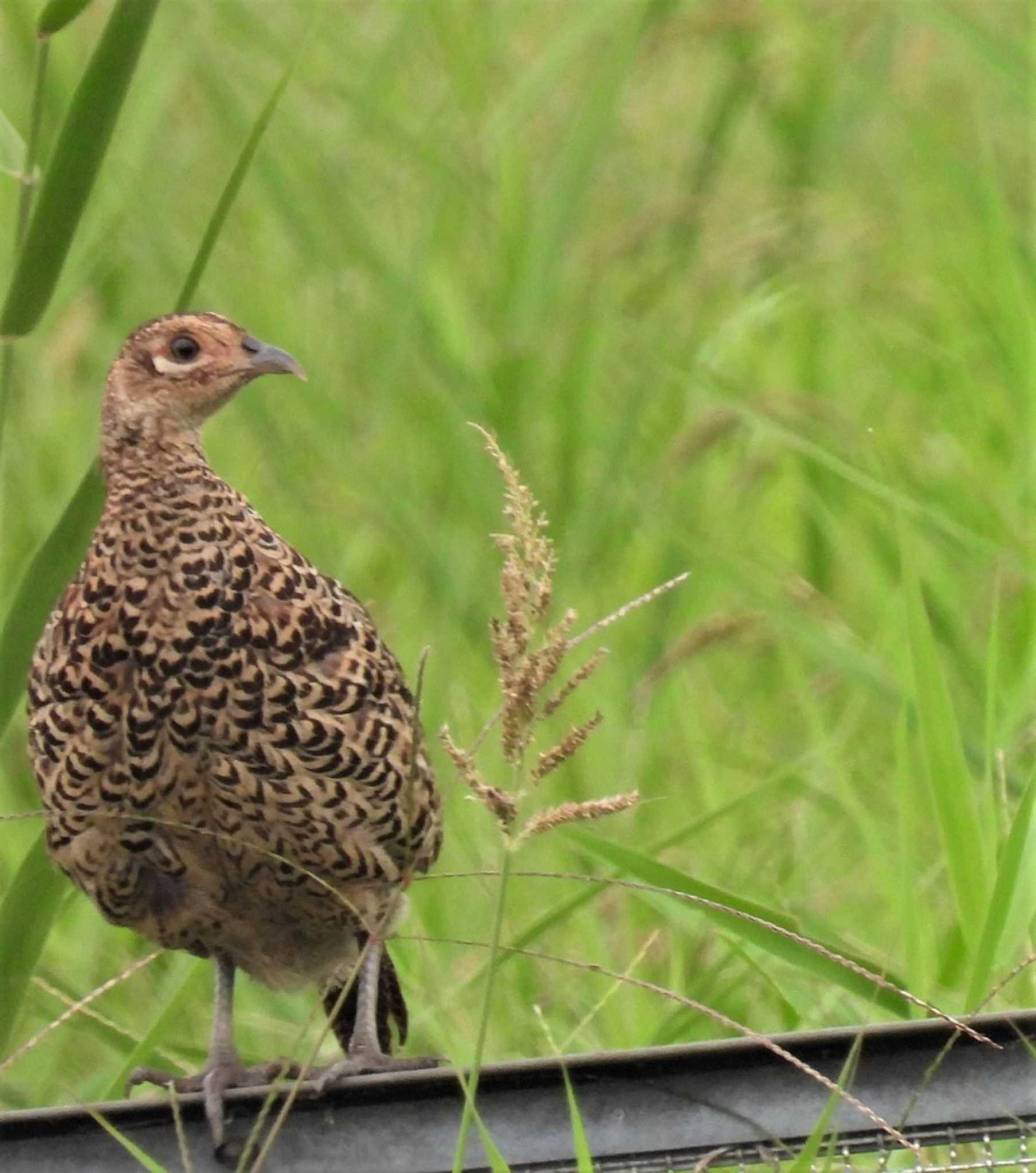 Green Pheasant