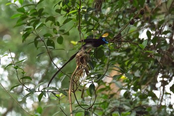 サンコウチョウ 場所が不明 2016年7月12日(火)