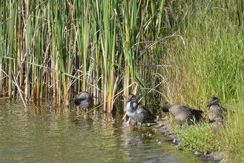 2020年9月30日(水) 武蔵野の森公園の野鳥観察記録