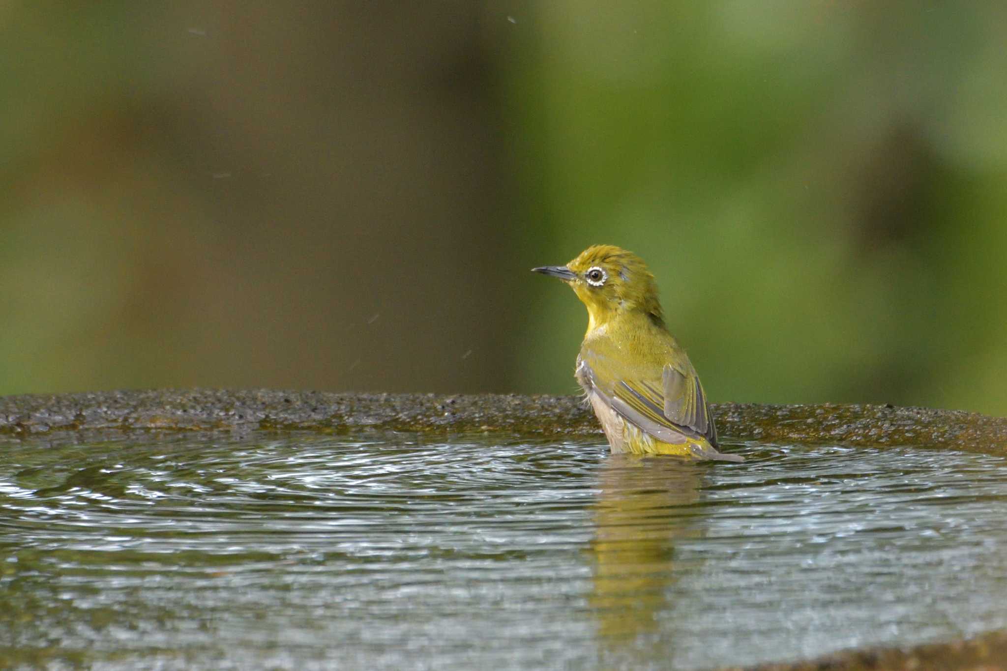 常連 by Tosh@Bird