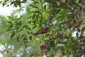 サンコウチョウ 場所が不明 2016年7月12日(火)