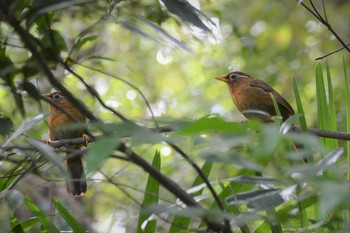 ガビチョウ 神代植物公園 2020年10月6日(火)