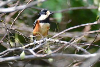 2020年10月6日(火) 神代植物公園の野鳥観察記録