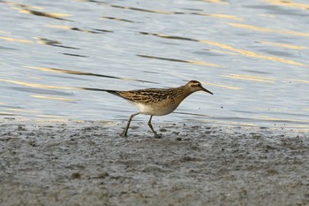 Sharp-tailed Sandpiper Unknown Spots Tue, 10/6/2020