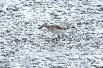 Pectoral Sandpiper Unknown Spots Tue, 10/6/2020