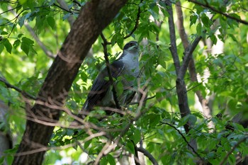 Eurasian Goshawk Unknown Spots Wed, 4/20/2016