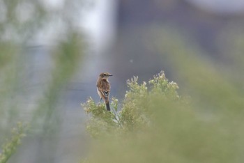 2020年10月4日(日) 多摩川の野鳥観察記録