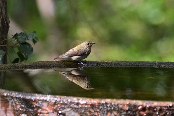 2020年10月6日(火) 権現山(弘法山公園)の野鳥観察記録