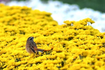 Meadow Bunting Unknown Spots Mon, 10/5/2020