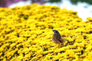 Meadow Bunting Unknown Spots Mon, 10/5/2020