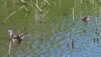 カイツブリ 東京港野鳥公園 2020年10月2日(金)