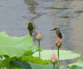 小畔水鳥の郷公園の野鳥情報 バードウォッチングならzoopicker