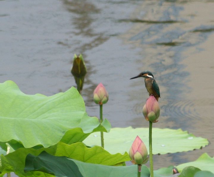 Photo of Common Kingfisher at 小畔水鳥の郷公園 by ゴロー