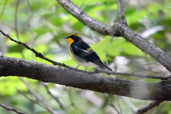 2020年10月6日(火) 加木屋緑地の野鳥観察記録