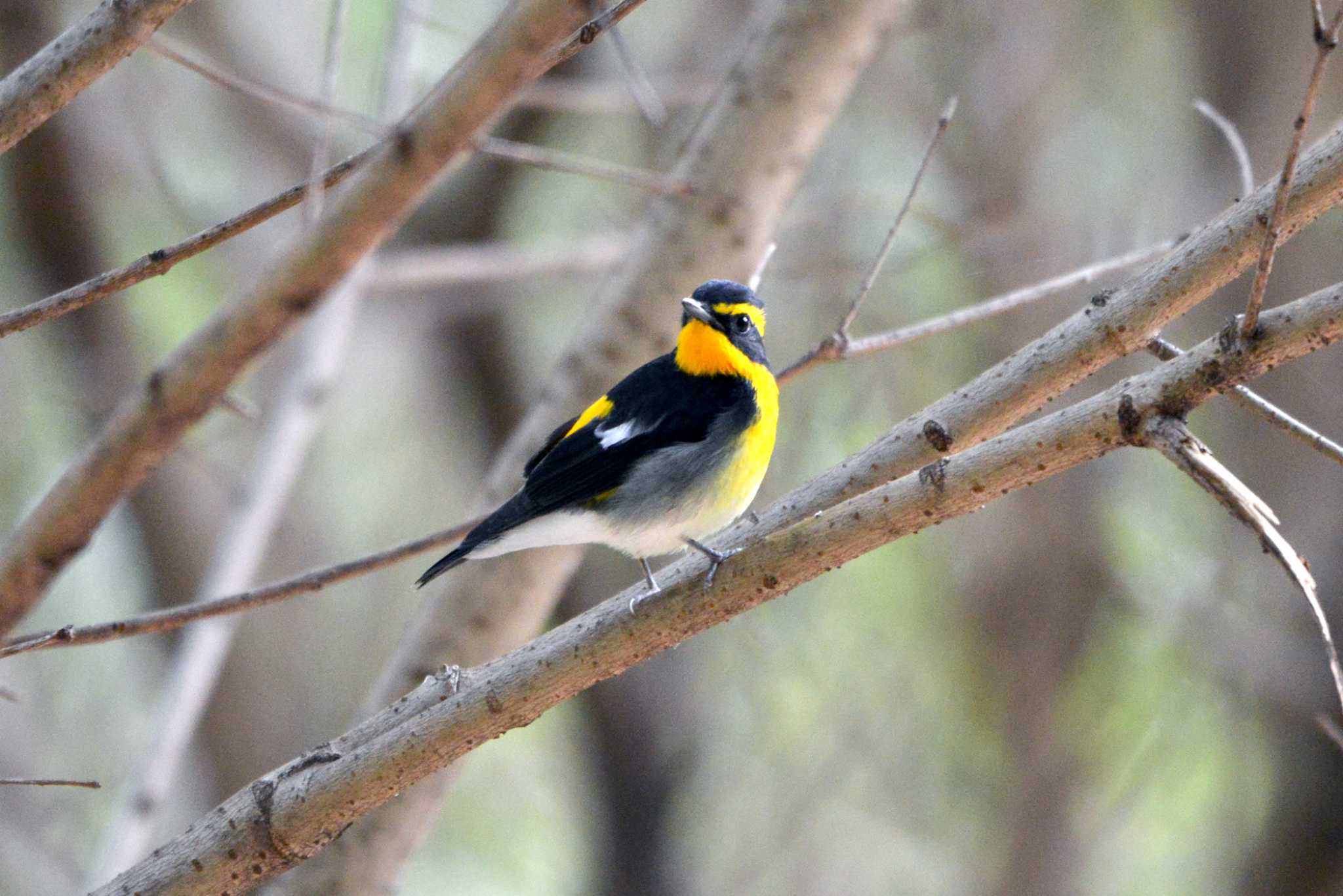 Narcissus Flycatcher