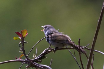 Japanese Bush Warbler Unknown Spots Tue, 4/26/2016