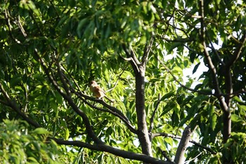 モズ 尼崎市農業公園 2020年10月6日(火)