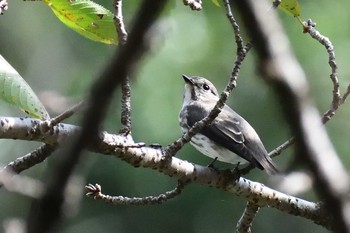 Dark-sided Flycatcher 京都市左京区 Mon, 10/5/2020