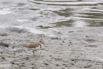 2020年10月4日(日) 東京港野鳥公園の野鳥観察記録