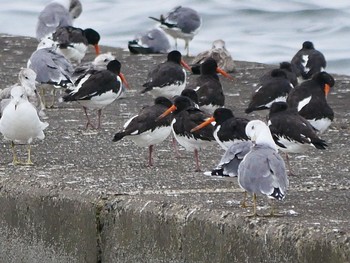 Eurasian Oystercatcher Sambanze Tideland Sun, 9/13/2020