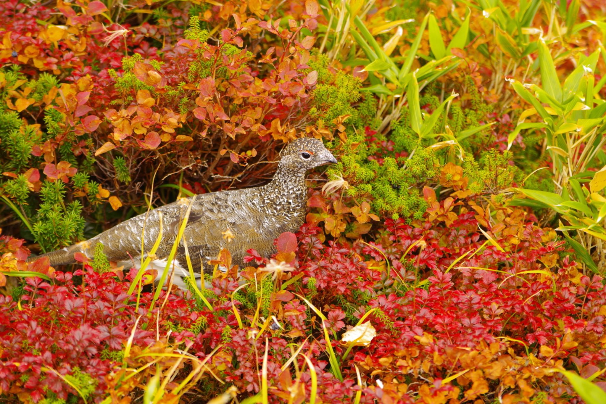 雷鳥も紅葉狩り